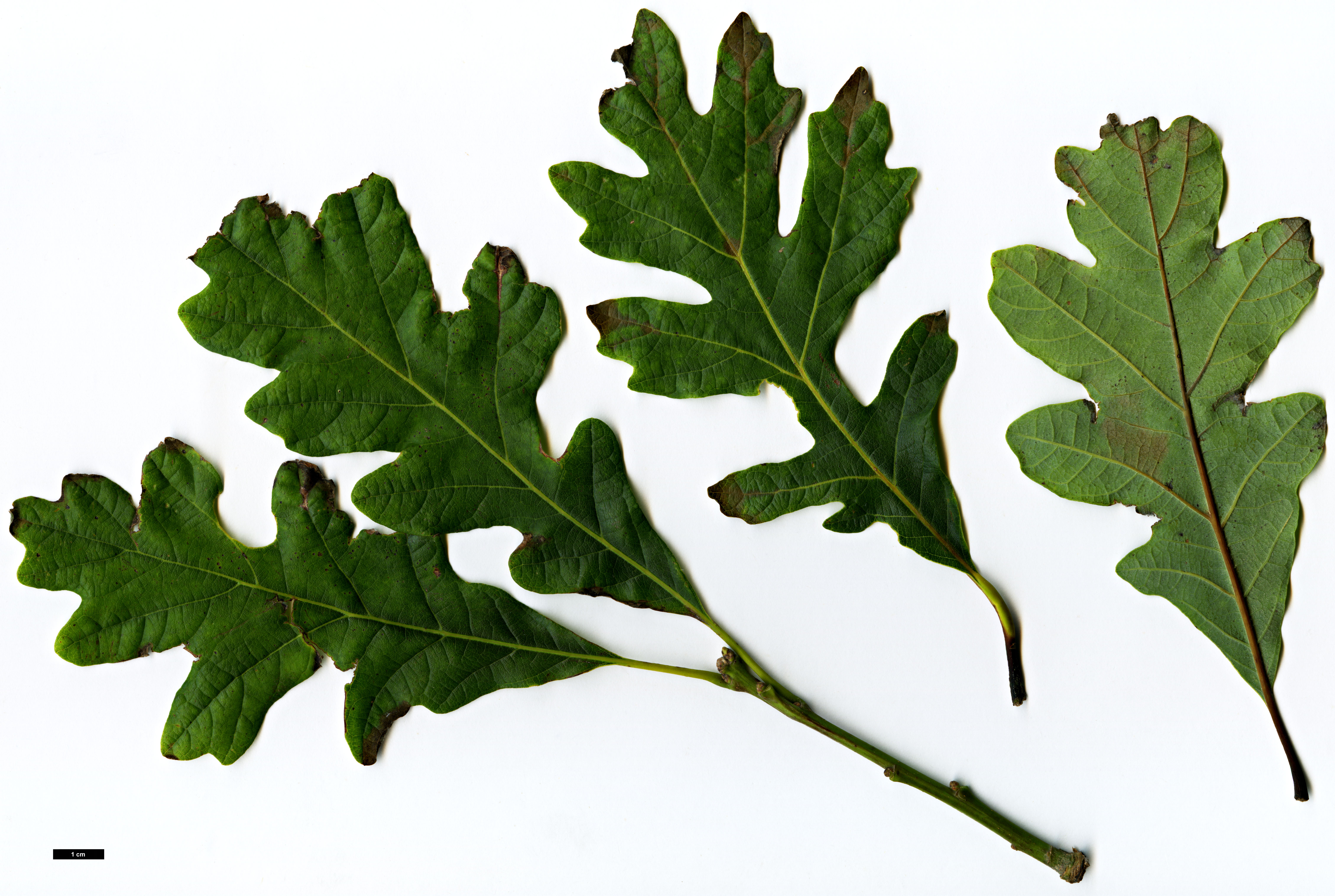High resolution image: Family: Fagaceae - Genus: Quercus - Taxon: ×bebbiana - SpeciesSub: 'Taco' (Q.alba × Q.macrocarpa)